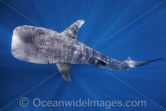 Whale Shark in sunrays photo