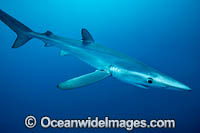 Blue Shark Photo - Vanessa Mignon