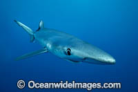 Blue Shark Photo - Vanessa Mignon