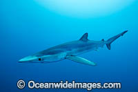 Blue Shark Photo - Vanessa Mignon