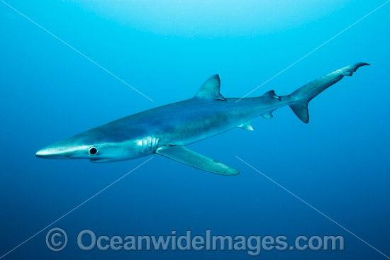 Blue Shark photo
