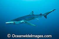 Blue Shark Photo - Vanessa Mignon