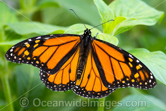 Wanderer Butterfly (Danaus plexippus). Also known as Monarch Butterfly. Found throughout Eastern Australia and several countries throughout the world. Photo - Gary Bell Wanderer Butterfly (Danaus plexippus). Also known as Monarch Butterfly. Found throughout Eastern Australia and several countries throughout the world. Photo - Gary Bell