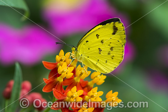 Large Grass-yellow Butterfly photo