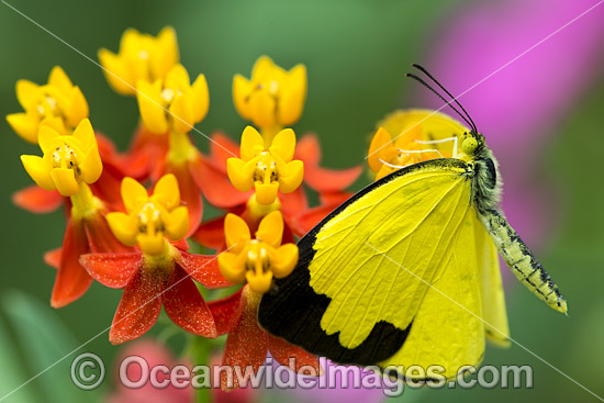 Large Grass-yellow Butterfly (Eurema hecabe), feeding on flower nectar. Also known as Common Grass-yellow Butterfly. Found in the northern parts of Australia, also Asia and Africa. Photo - Gary Bell Large Grass-yellow Butterfly (Eurema hecabe), feeding on flower nectar. Also known as Common Grass-yellow Butterfly. Found in the northern parts of Australia, also Asia and Africa. Photo - Gary Bell