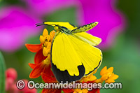 Large Grass-yellow Butterfly Australia Photo - Gary Bell