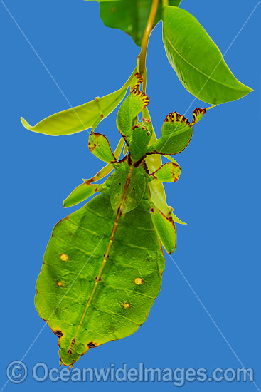 Australian Leaf Insect Phyllium monteithi photo Australian Leaf Insect Phyllium monteithi photo