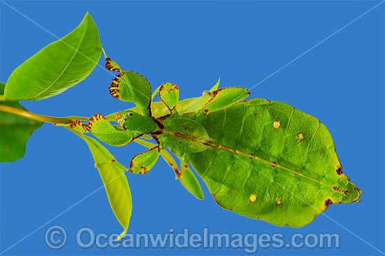 Australian Leaf Insect Phyllium monteithi photo