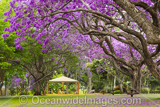 Jacaranda Park Grafton photo