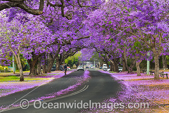 Jacaranda Avenue, situated in Grafton City, New South Wales, Australia. The city of Grafton is the commercial hub of the Clarence River Valley, known as Jacaranda City. Photo - Gary Bell Jacaranda Avenue, situated in Grafton City, New South Wales, Australia. The city of Grafton is the commercial hub of the Clarence River Valley, known as Jacaranda City. Photo - Gary Bell
