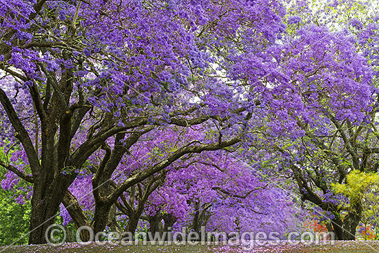 Jacaranda Avenue, situated in Grafton City, New South Wales, Australia. The city of Grafton is the commercial hub of the Clarence River Valley, known as Jacaranda City. Photo - Gary Bell Jacaranda Avenue, situated in Grafton City, New South Wales, Australia. The city of Grafton is the commercial hub of the Clarence River Valley, known as Jacaranda City. Photo - Gary Bell