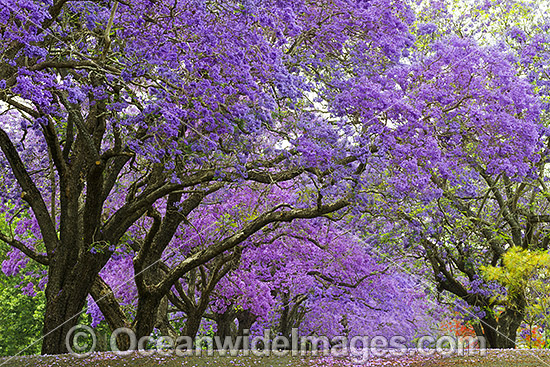 Jacaranda Avenue Grafton photo