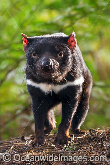 Tasmanian Devil photo