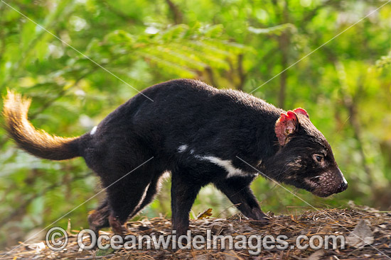 Tasmanian Devil (Sarcophilus harrisii), a carnivorous marsupial of the family Dasyuridae, now found in the wild only on the Australian island state of Tasmania. Classified Endangered on the IUCN Red List of Threatened Species. Photo - Gary Bell
