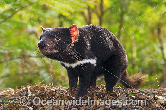 Tasmanian Devil (Sarcophilus harrisii), a carnivorous marsupial of the family Dasyuridae, now found in the wild only on the Australian island state of Tasmania. Classified Endangered on the IUCN Red List of Threatened Species. Photo - Gary Bell Tasmanian Devil (Sarcophilus harrisii), a carnivorous marsupial of the family Dasyuridae, now found in the wild only on the Australian island state of Tasmania. Classified Endangered on the IUCN Red List of Threatened Species. Photo - Gary Bell