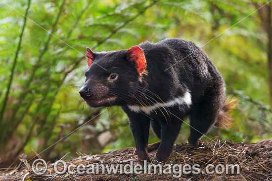 Tasmanian Devil photo
