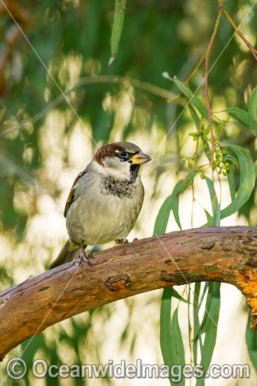 Introduced Sparrow Australia photo