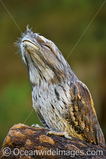 Tawny Frogmouth (Podargus strigoides). Found mostly in woodlands and eucalypt forests on mainland Australia and Tasmania. Photo was taken on Tasman Peninsula, Tasmania, Australia. Photo - Gary Bell Tawny Frogmouth (Podargus strigoides). Found mostly in woodlands and eucalypt forests on mainland Australia and Tasmania. Photo was taken on Tasman Peninsula, Tasmania, Australia. Photo - Gary Bell