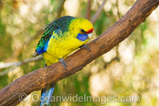 Green Rosella Tasmania photo