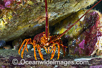 Red Spiny Lobster Tasmania Photo - Gary Bell