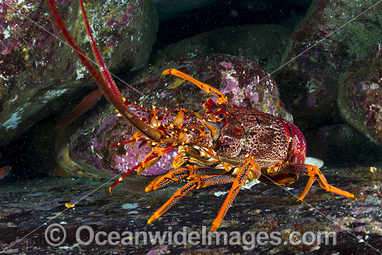 Red Spiny Lobster (Jasus edwardsii). Also known as Southern Rock Lobster or Crayfish. Found from Dongara, WA, to Coffs Harbour, NSW, and around Tas. Also New Zealand. Photo taken in Governor Island Marine Sanctuary, Bicheno, Tasmania, Australia. Photo - Gary Bell Red Spiny Lobster (Jasus edwardsii). Also known as Southern Rock Lobster or Crayfish. Found from Dongara, WA, to Coffs Harbour, NSW, and around Tas. Also New Zealand. Photo taken in Governor Island Marine Sanctuary, Bicheno, Tasmania, Australia. Photo - Gary Bell