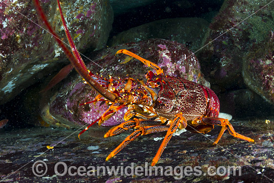 Red Spiny Lobster Tasmania photo