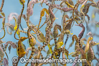 Southern Pot-belly Seahorses Photo - Gary Bell