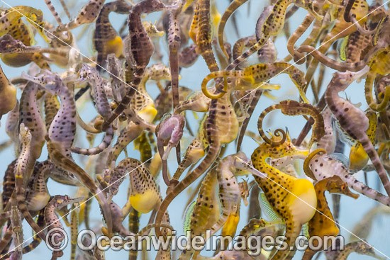 Southern Pot-belly Seahorses photo