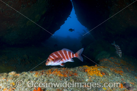 Banded Morwong (Cheilodactylus spectabilis), in an undersea cave at Governor Island Marine Sanctuary, Bicheno, Tas, Australia. Found from Seal Rocks, NSW, to Robe, SA, but most abundant in Tasmania and New Zealand's north island. Photo - Gary Bell