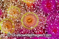 Jewel Anemones Photo - Gary Bell