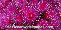 Jewel Anemones Photo - Gary Bell