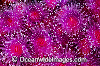 Jewel Anemones Photo - Gary Bell