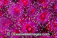 Jewel Anemones Photo - Gary Bell