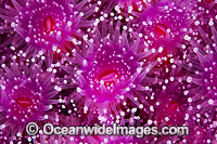 Jewel Anemones Photo - Gary Bell