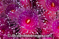 Jewel Anemones Photo - Gary Bell