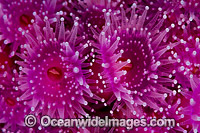 Jewel Anemones Photo - Gary Bell