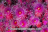 Jewel Anemones Photo - Gary Bell