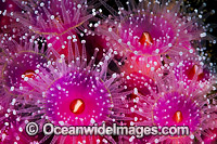 Jewel Anemones Photo - Gary Bell