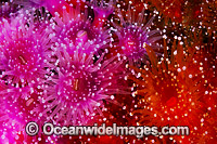 Jewel Anemones Photo - Gary Bell