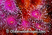 Jewel Anemones Photo - Gary Bell