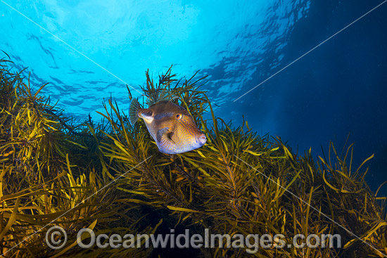 Leatherjacket in Kelp Tasmania photo Leatherjacket in Kelp Tasmania photo