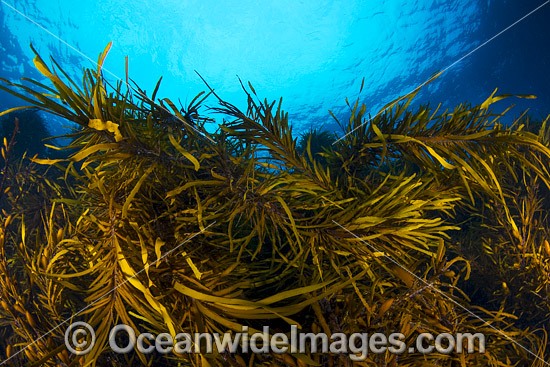 Kelp Tasmania photo