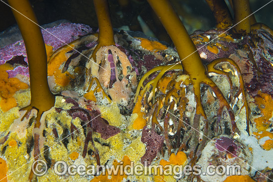 Kelp Holdfast photo Kelp Holdfast photo