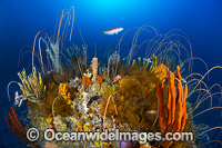 Tasmania Underwater Reef Photo - Gary Bell