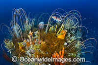 Temperate Reef Tasmania Photo - Gary Bell