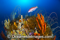 Tasmania Underwater Reef Photo - Gary Bell