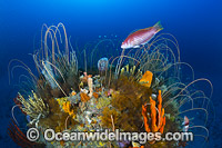 Tasmania Underwater Photo - Gary Bell