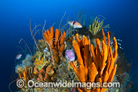 Temperate Reef Tasmania Photo - Gary Bell