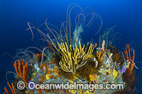 Deep water Reef Tasmania Photo - Gary Bell