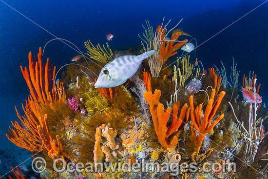 Tasmania Underwater Reef photo Tasmania Underwater Reef photo